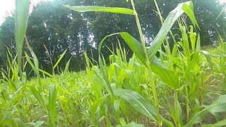 Outdoor Masturbation in Cornfield & Woods