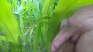 Outdoor Masturbation in Cornfield & Woods