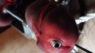 COCK BALL TORTURE with a stainless tube forceps on nuts and supah nectar