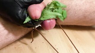 Extraordinary cock and ball torture nibbling nettles jizz