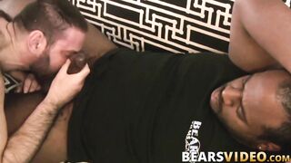 Chubby bear Jason Roman blows BBC before bareback doggystyle